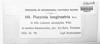 Puccinia longirostris image